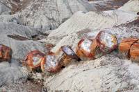 Tronc pétrifié (Petrified forest, AZ)